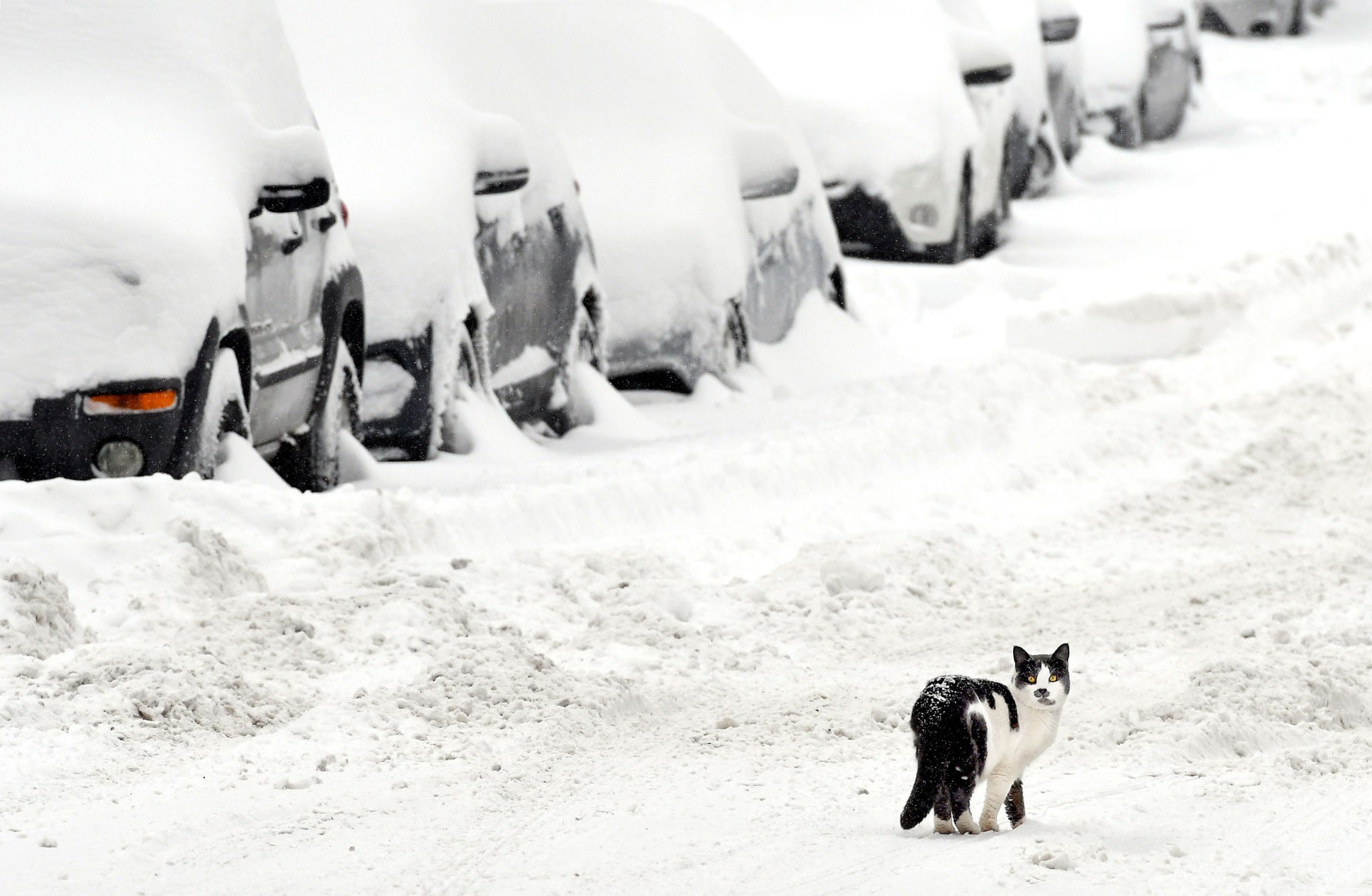 Winter Storm 5.JPG